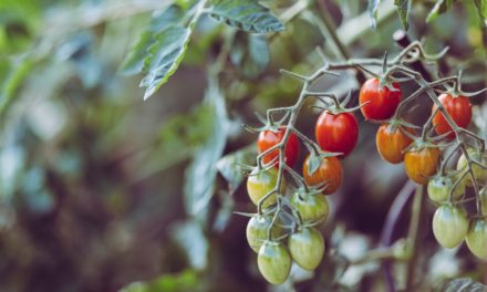 Faire pousser des tomates… même sans potager !