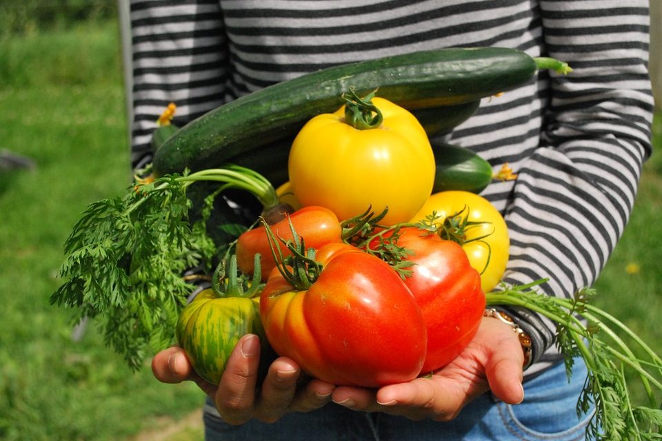 Les fruits et légumes les plus faciles à cultiver